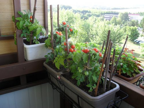 Zelenina pěstovaná na balkóně
