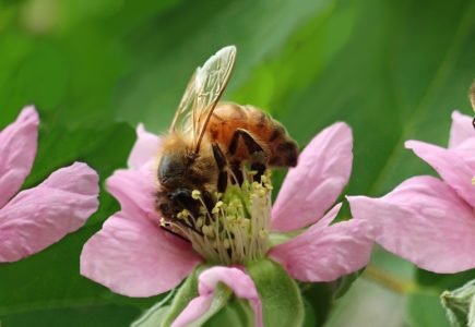 Čím krmit včely