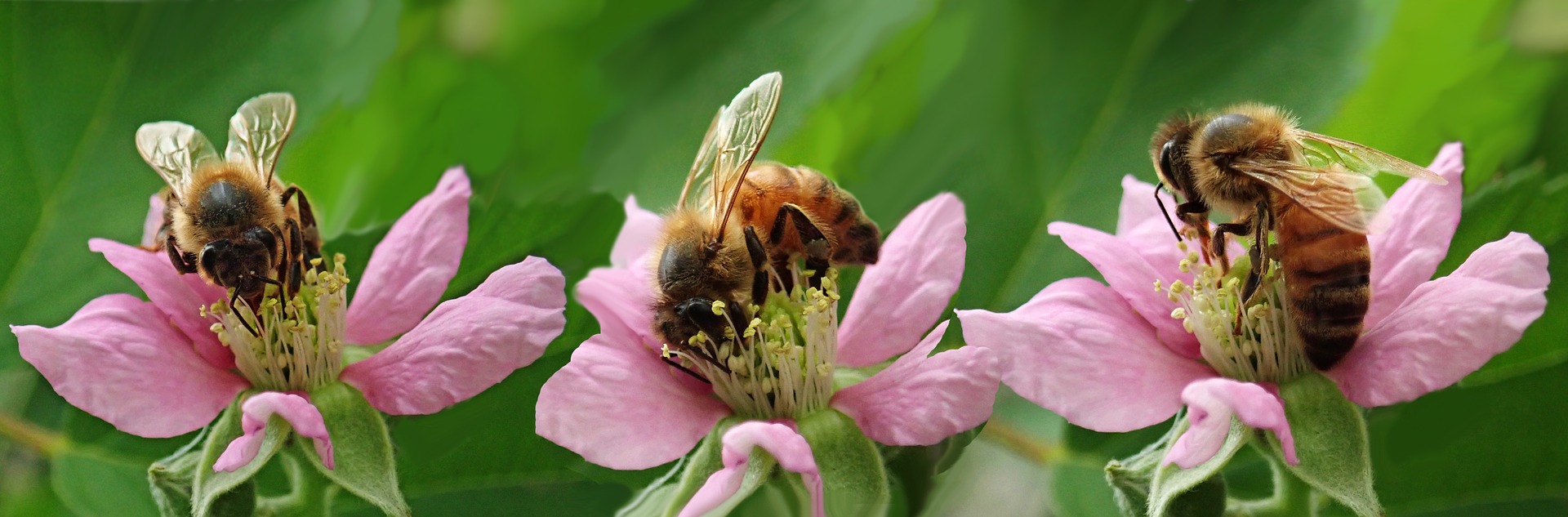 Čím krmit včely